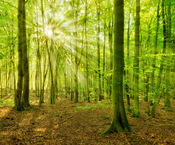 Untouched beech forest flooded with light