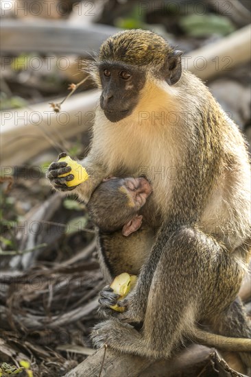 Female western green monkey