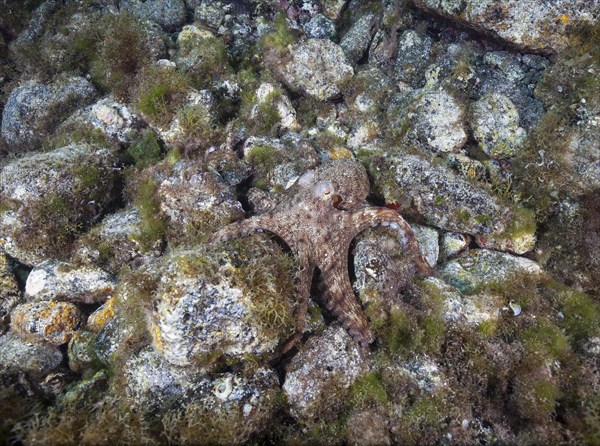 Common octopus