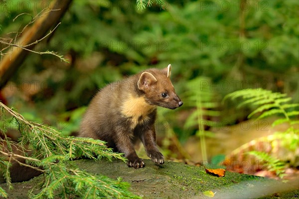 European pine marten