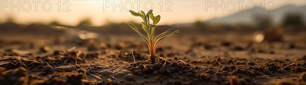 Row of budding sprouts out of moist soil