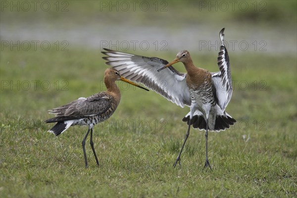 Black-tailed godwits