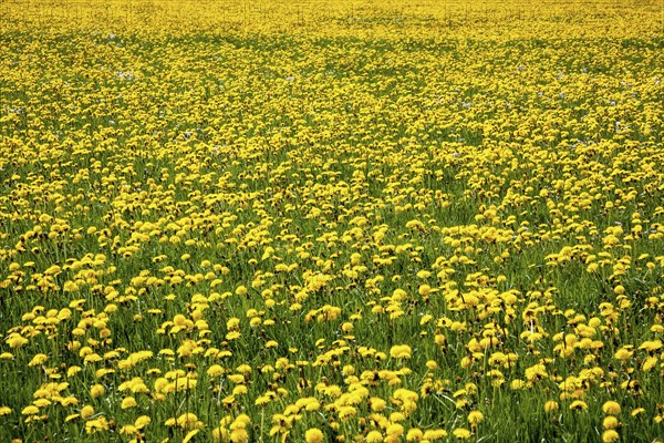 Meadow with flowering common dandelion