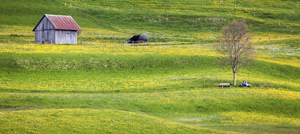 Landscape with flowering dandelion meadow