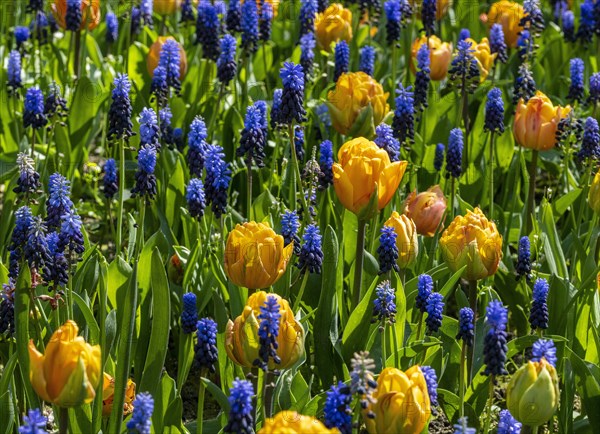 Yellow tulips and blue grape hyacinth in a bed in the park