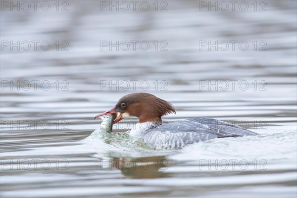 Common merganser