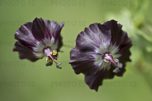 Dusky crane's-bill