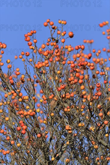 Deciduous tree