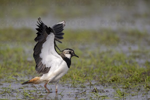 Northern lapwing