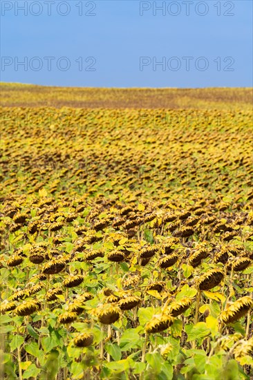 Field with withered sunflowers