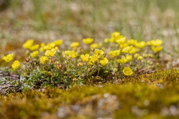 Glacier cinquefoil