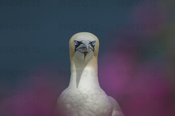 Northern gannet