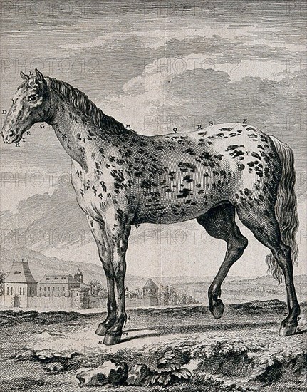 A spotted horse