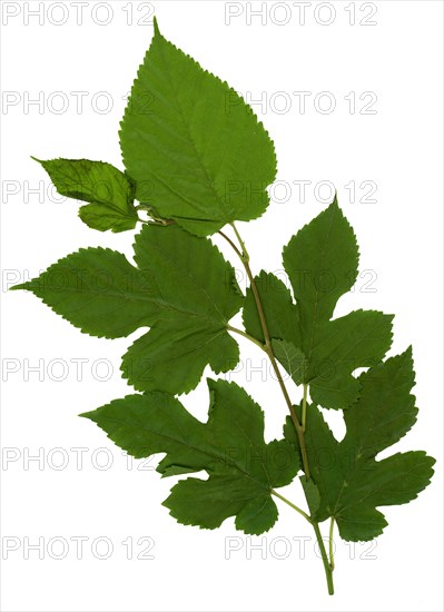 White mulberry