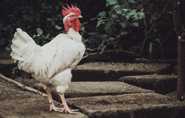 Farm rooster in the yard