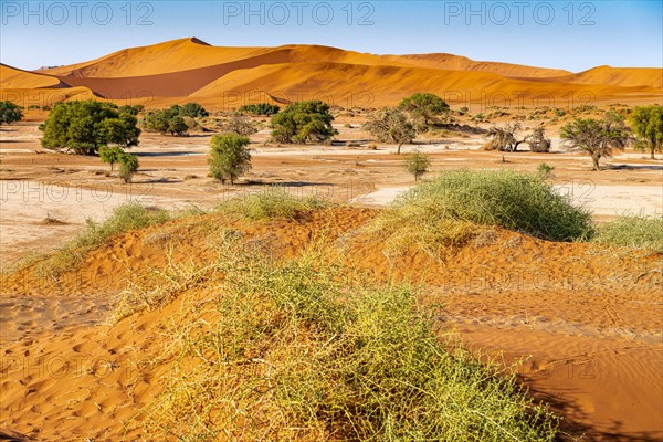 Red Sand Dunes