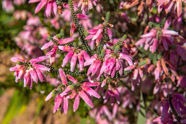 Tree Heath