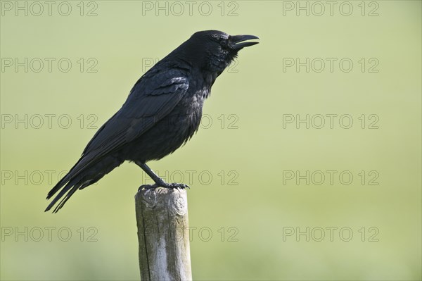 Carrion crow