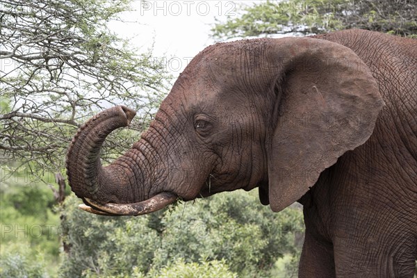 African elephant