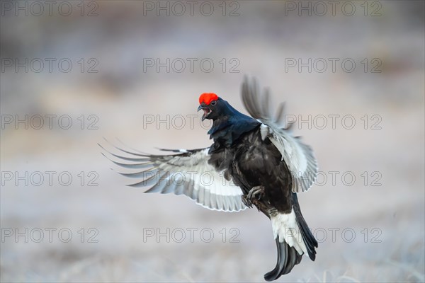 Black grouse