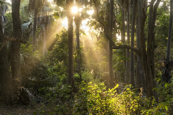 Sunbeams in the jungle