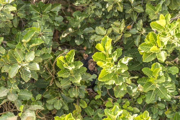 Young chimpanzee on Baboon Island