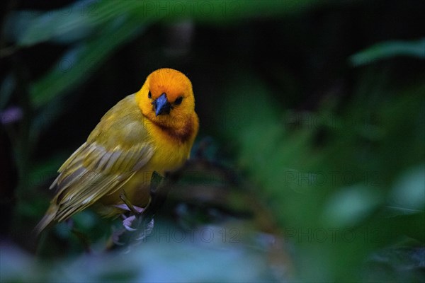 Yellow weaver bird