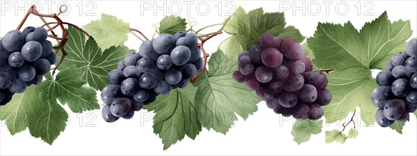 Seamless tileable watercolor row of fresh grapes on the vine on a white background