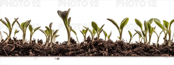 Seamless tileable cross section row of budding sprouts of new growth out of soil on a white background