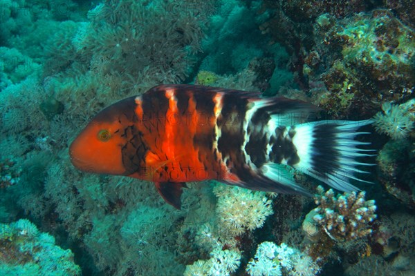 Red-breasted wrasse