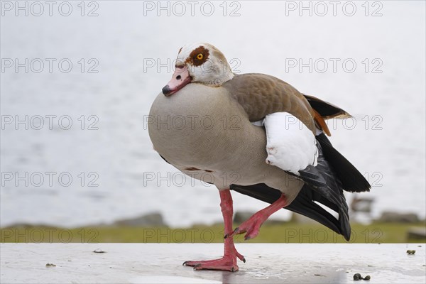 Egyptian Goose