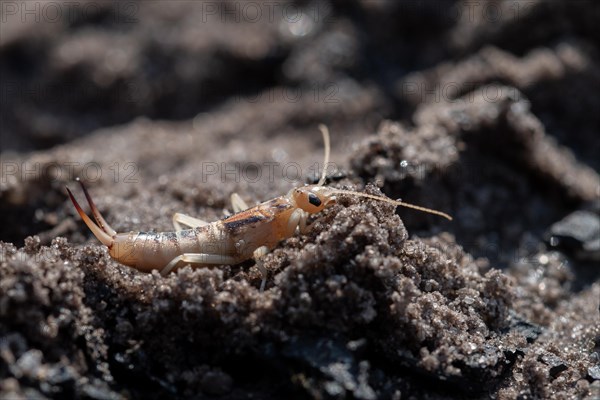 Tawny earwig