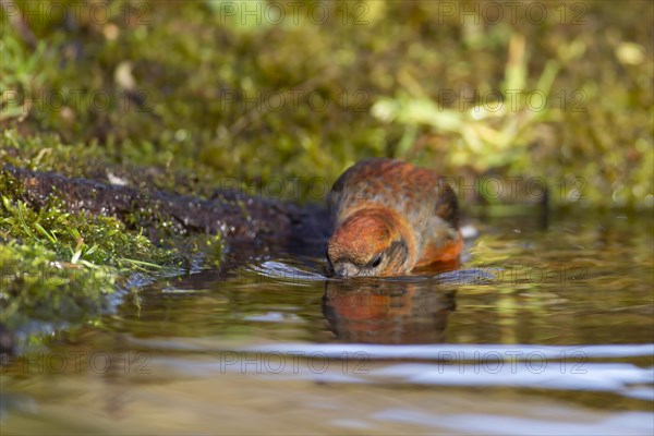 Common crossbill