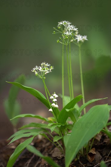 Ramson