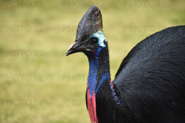 Double-wattled cassowary