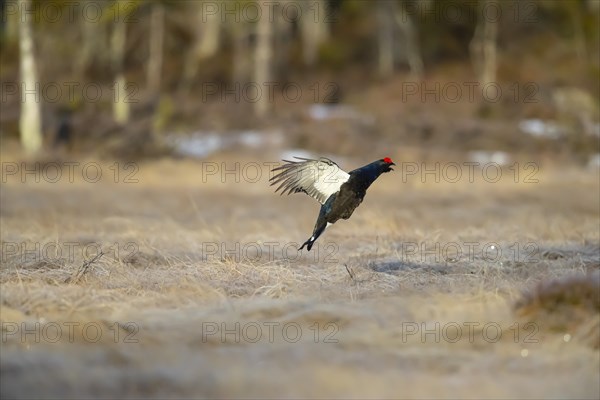 Black grouse