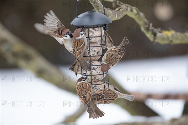 Tree sparrow several birds hanging on feeder pole different sightings