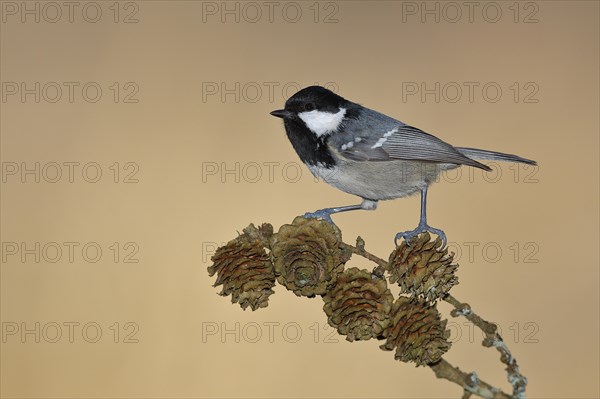 Coal tit