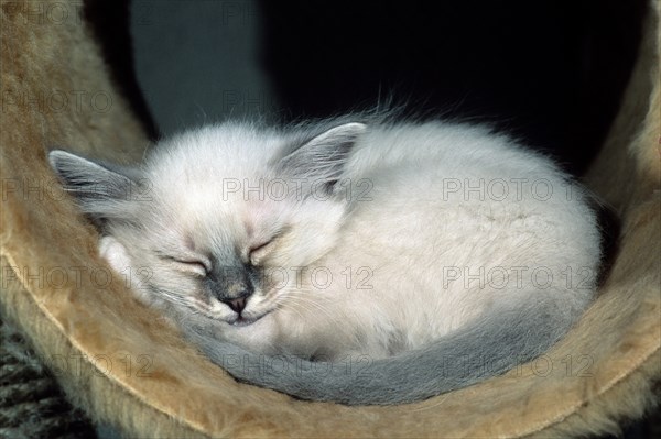 Birman felidae