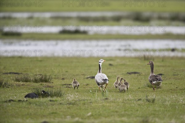 Indian Bar-headed Goose