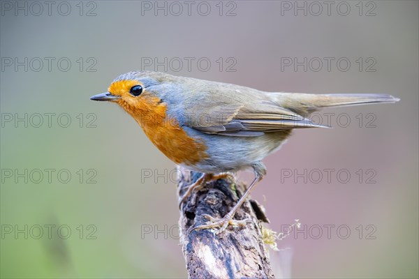 European robin