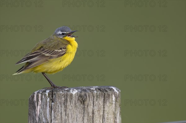 Yellow Wagtail