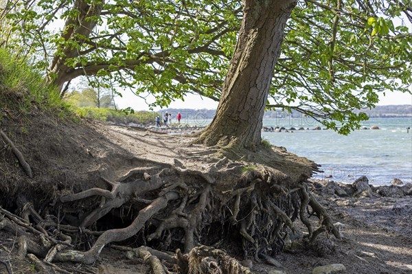 Tree roots exposed by the sea