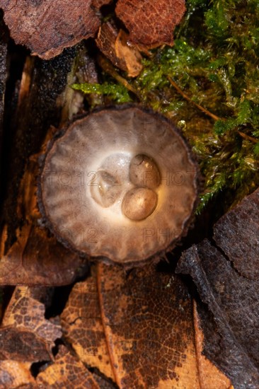 Striped Teuerling bowl-shaped dark brown fruiting body with three brownish spore receptacles