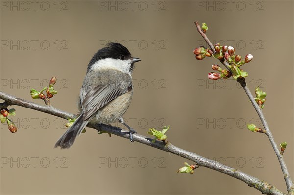 Willow Tit