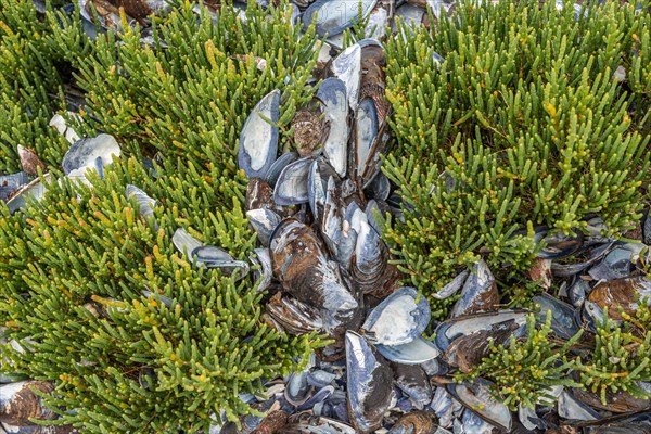 Cape Columbine Nature Reserve