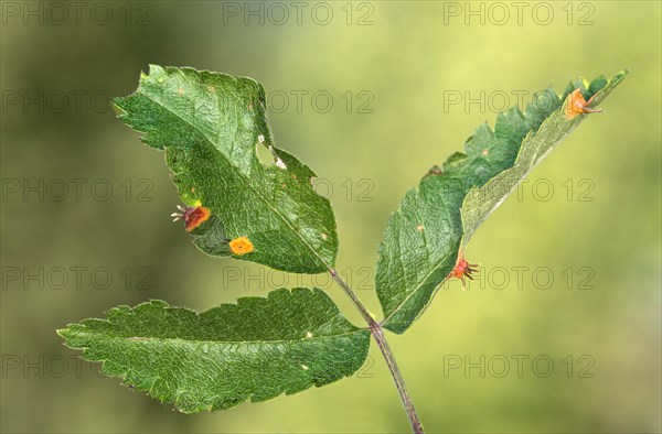 Rust fungus