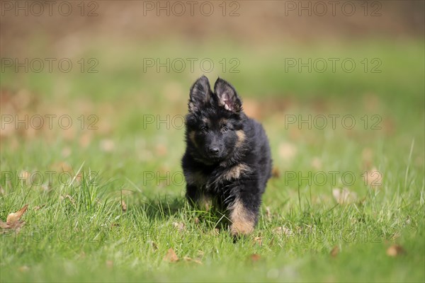 German shepherd domestic dog