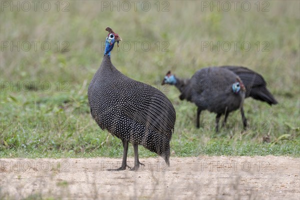 Helmeted Guineafowl