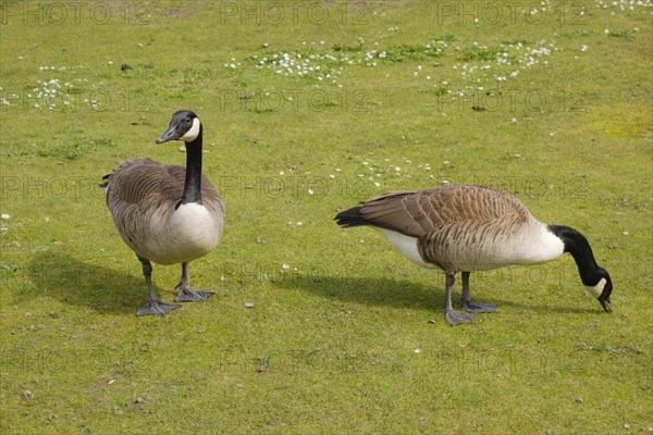 Two Canada geese
